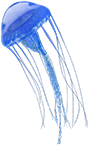 jellyfish-blue.png